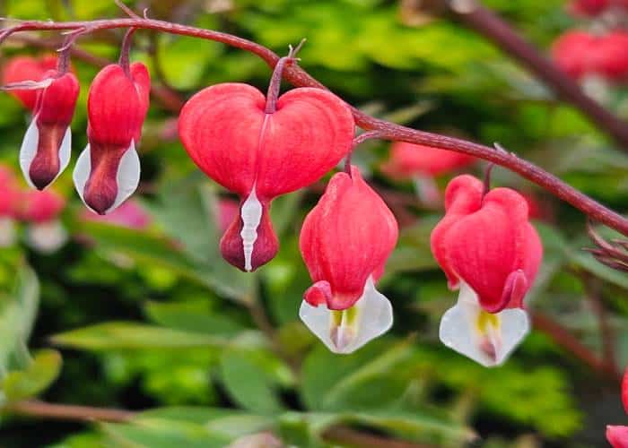 École des Fleurs de Bach